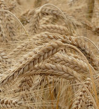 RIZKIN ARTMASI VE BORÇTAN KURTULMAK İÇİN OKUNACAK DUALAR